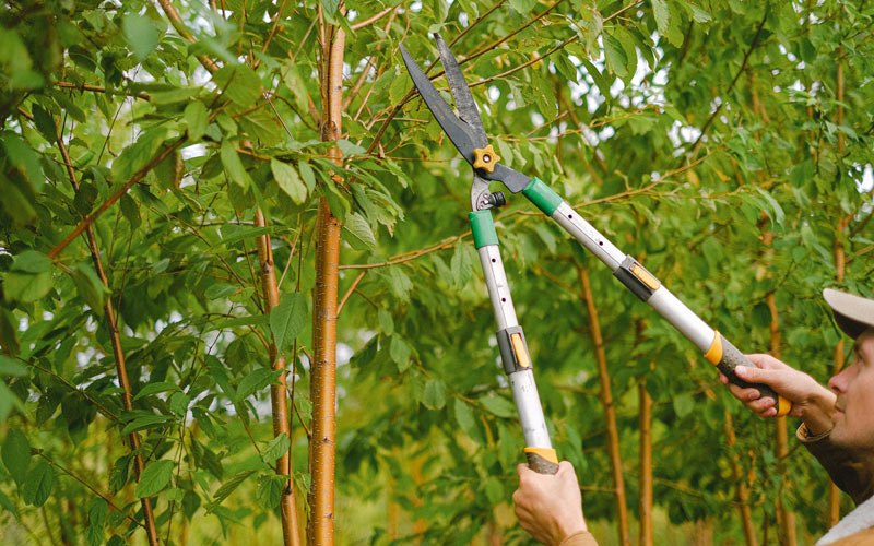 Tree trimming in Jumping Branch, WV