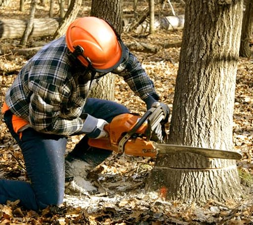 Tree Removal in Jumping Branch, WV